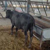 فروش گاونر