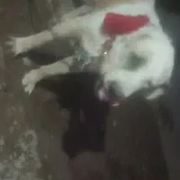 واگذاری سگ پژدر اراکی