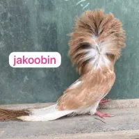 کبوتر زینتی|پرنده|تهران, پارک شهر|دیوار