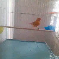 قناری ماده  سوخته دارچینی اماده  و کاملا سلامت