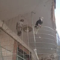 سلام 5تا جوجه نر مادگی نمیدونم