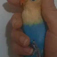 طوطی برزیلی  یووینگ اپلاین ویولت