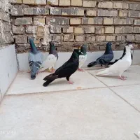 کفتر کبوتر رنگی