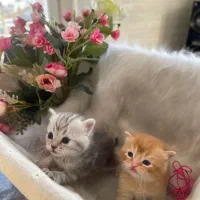 بر یتیشهای دو‌ماهه طلایی