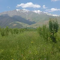 فروش باغچه سیب و گلابی|فروش زمین و ملک کلنگی|سیلوانه, |دیوار