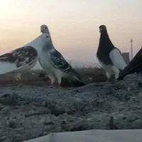 40تا حیون زد و خوردی