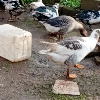 غاز و اردک اسراییلی ۲ ساله