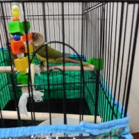 گرینچیک|پرنده|قم, آزادگان|دیوار