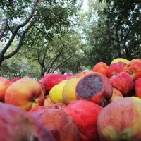 خریدار سیب زیر درختی شما در باغ