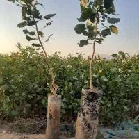 فروش نهال پسته اکبری|خدمات باغبانی و درختکاری|کرمان, |دیوار