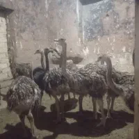 شتر مرغ|حیوانات مزرعه|اسفرورین, |دیوار