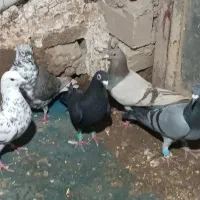 کبوتر|پرنده|اسفراین, |دیوار