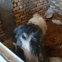 ساورین|حیوانات مزرعه|هلیلان, |دیوار