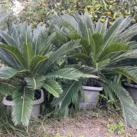 سیکاس|گل و گیاه طبیعی|شهریار, شهریار|دیوار