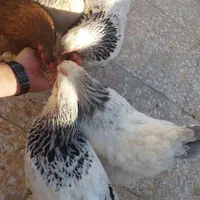 تخم مرغ نطفه دار برهما|پرنده|اندیشه, اندیشه فاز ۵|دیوار