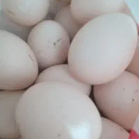 تخم مرغ محلی|خوردنی و آشامیدنی|لنگرود, |دیوار