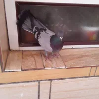 کبوتر پر