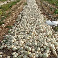 سرگروه کاریگری پیاز کنی تک 10چرخ ترلی خاور ودیگر|خدمات باغبانی و درختکاری|جیرفت, |دیوار