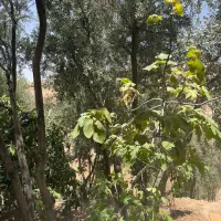 فروش زمین باغی ۱۰۰۰ متری در داریون سرنبش|فروش زمین و ملک کلنگی|شیراز, داریون|دیوار