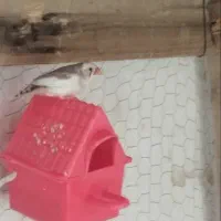 فنچ ماده ‌8‌تخم‌ضمانت‌تخم‌وجوجه