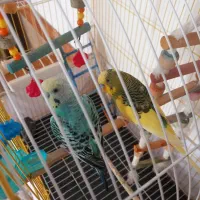 یک جفت مرغ عشق زیبا ماده کامل دستی|پرنده|مهاباد (آذربایجان غربی), |دیوار