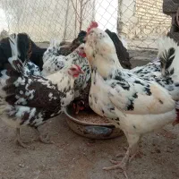 فروش تخم نطفه دار گلین درجه یک پنگوعنی و چهل تاج