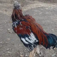 خروس لاری|حیوانات مزرعه|خزل, |دیوار