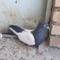 دوتا ماده سینه ای|پرنده|شوشتر, |دیوار