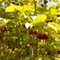 زغال اخته ارگانیک|خدمات باغبانی و درختکاری|تهران, آبشار تهران (دریاچه)|دیوار