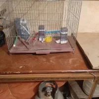 دو عدد قفس پرنده