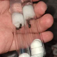 مورچه ملکه messor