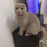 گربه اسکاتیش نره واسع جفتگیری