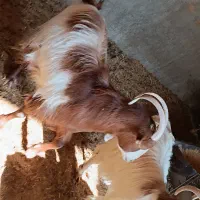 بز چاق جوون|حیوانات مزرعه|پیشوا, |دیوار