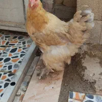 مرغ پاپر جوان سالم