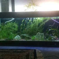 آکواریوم پلنت