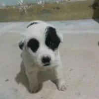 واگذاری قدرجونی