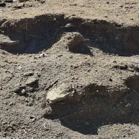 کود دامی گوسفندی