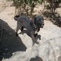 سگ فروشی ۷ سال|سگ|داران, |دیوار