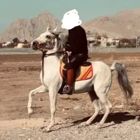 مادیان ۶ ساله درجه یک دوسر تایید ۹ ماه آبستن