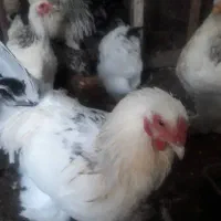 مرغ نژاد برهما|حیوانات مزرعه|کومله, |دیوار