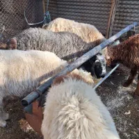 فروش کهره و بره