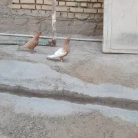 یکت سفید|پرنده|کرخه, |دیوار