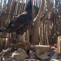 خروس و بوقلمون|حیوانات مزرعه|کهنوج, |دیوار