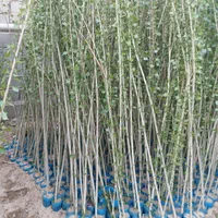 نهال های سپیدار کبوده برای دور زمین پرداخت در محل|خدمات باغبانی و درختکاری|اصفهان, صائب|دیوار