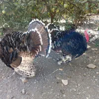 فروش بوقلمون سرحال|حیوانات مزرعه|دهدشت, |دیوار