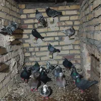 کفتر‌پرشی