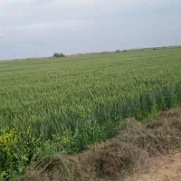 زمین-کشاورزی-اجاره
