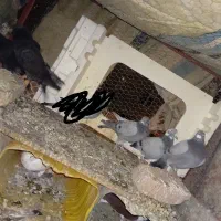 کبوتر خوب نهبندان|پرنده|نهبندان, |دیوار