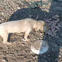 سگ پاکوتاه ماده