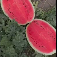 هند وانه
